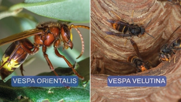 Vespa Orientalis, ecco come distinguerla dalla Vespa velutina