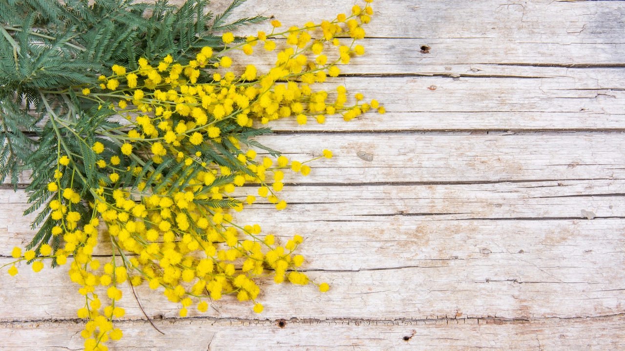 La mimosa è sicuramente il regalo più gettonato per la Festa della Donna