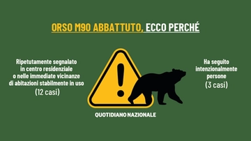 Orso M90 abbattuto in Trentino: perché era considerato pericoloso. Prima volta in Italia (con il parere di Ispra)