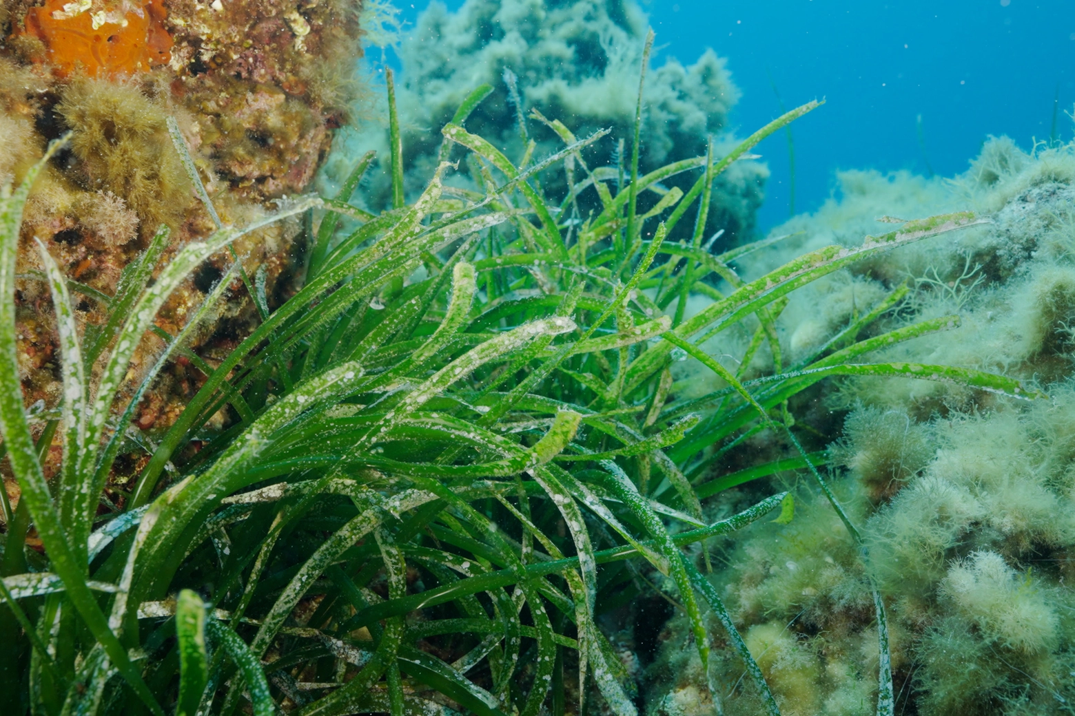 Nell'Area marina delle isole Egadi la Posidonia è protetta