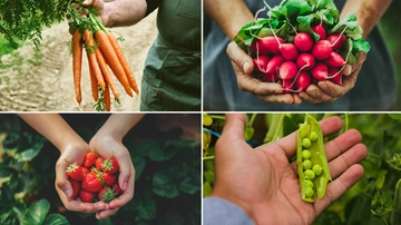 Primavera in Emilia Romagna, cosa piantare nei mesi di aprile e maggio?