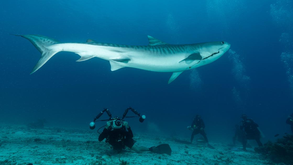 Attacchi di squalo nel Mar Rosso: i precedenti