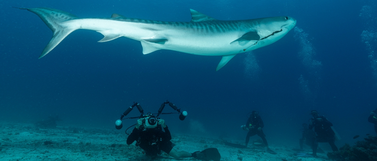 Attacchi di squalo nel Mar Rosso: i precedenti