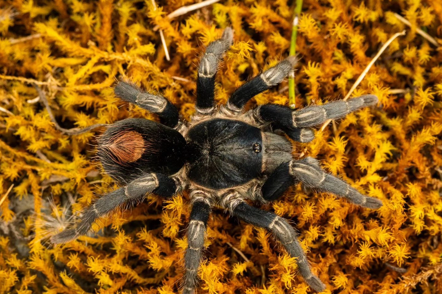 Ragno del genere Hapalotremus (Aracnofilia)