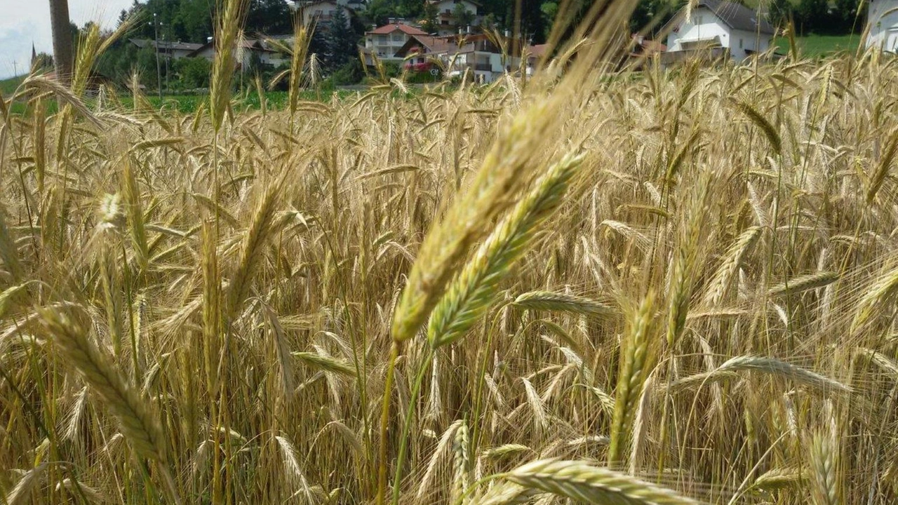 "Un anno a spese dello Stato per valorizzare questa attività"