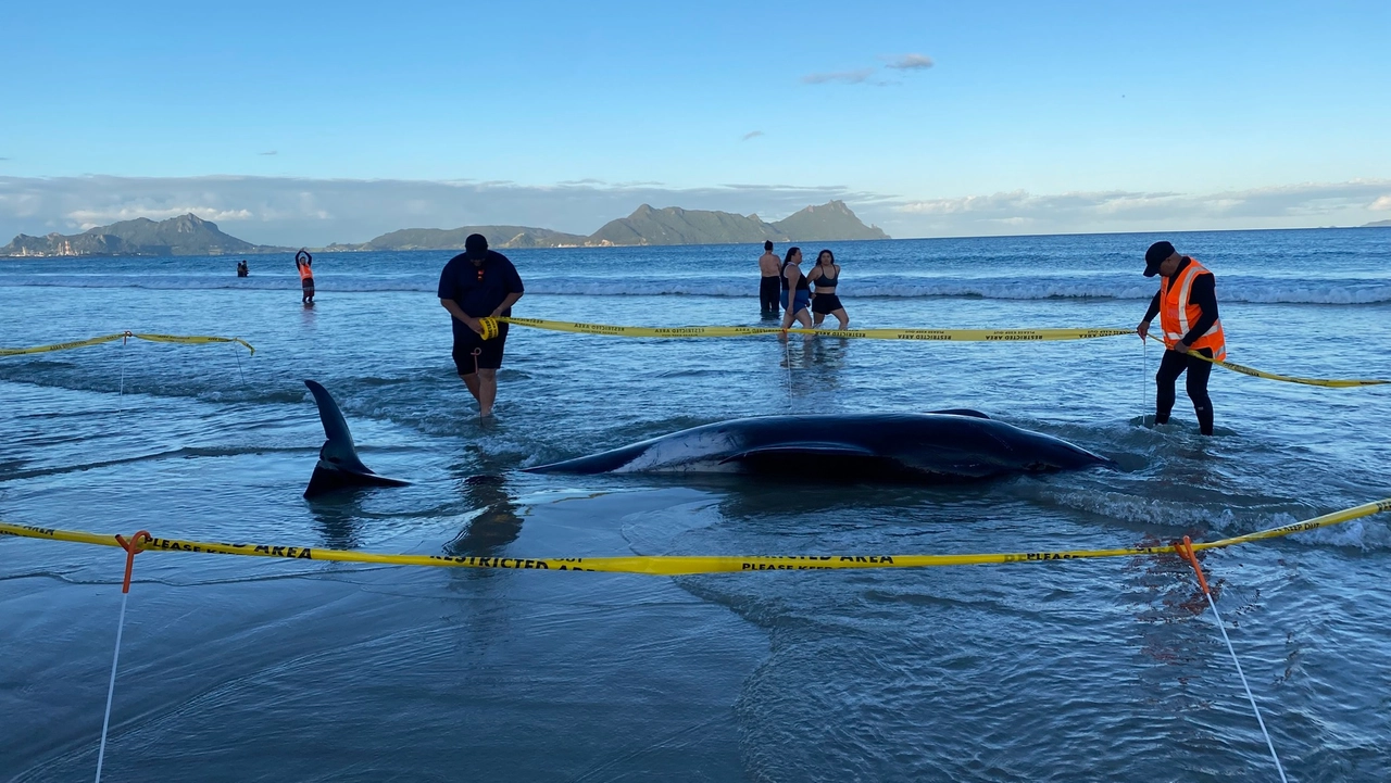 I globicefali o delfini pilota sono tra le specie che si arenano più spesso. Quattro esemplari sono morti e per loro è stato celebrato un rito funebre Maori