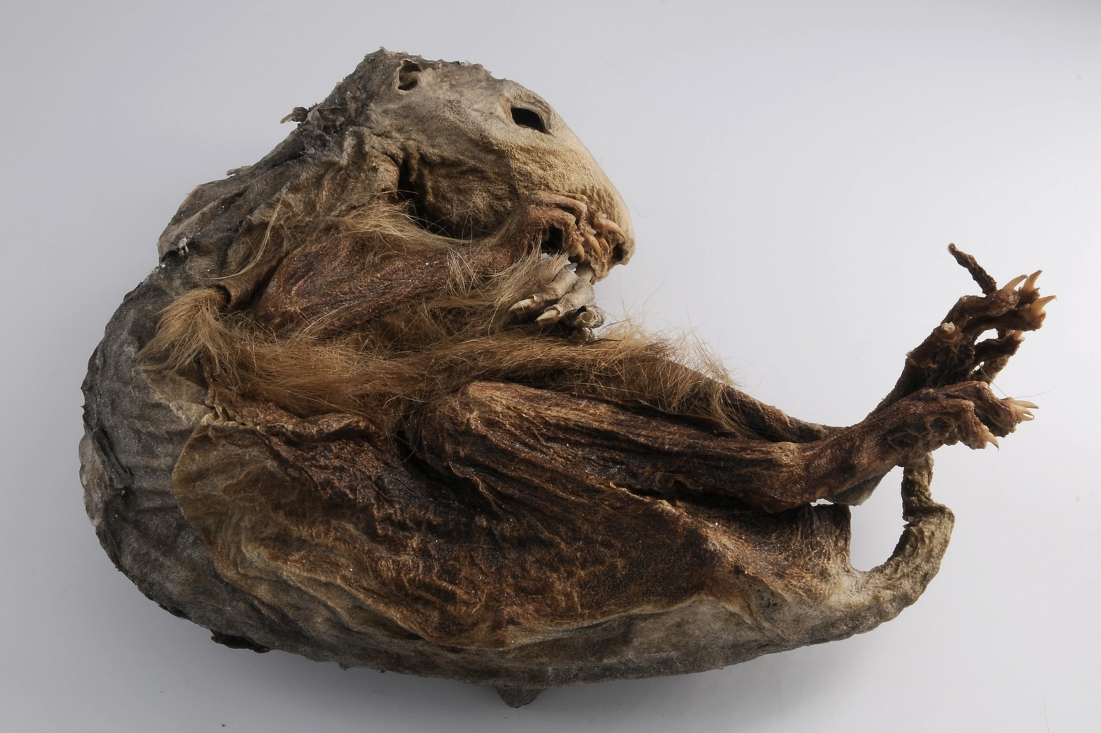 La marmotta mummificata ritrovata presso ghiacciaio non è dissimile da quelle che esistono oggi