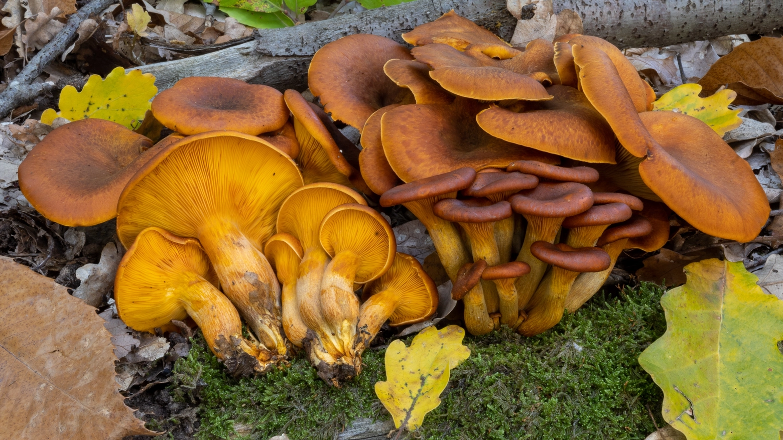 Fungo dell'olivo (Omphalotus olearius), velenoso, che viene scambiato per il finferlo (foto Nicolò Oppicelli)