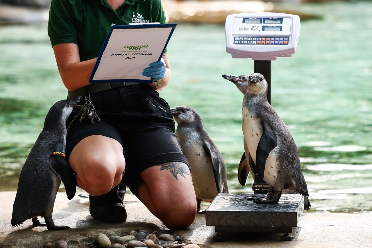 Lo Zoo di Londra pesa i suoi animali