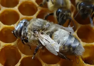 Api, la lotta alla Varroa e l’ultimo rimedio naturale. “Ecco qual è l’alternativa ai pesticidi”