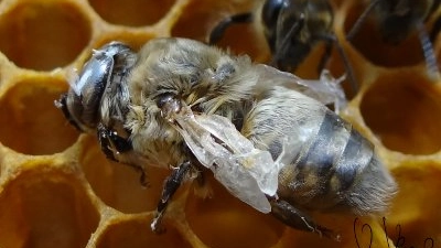 Varroa destrucotr è tra i nemici più temibili delle api (foto Unaapi)