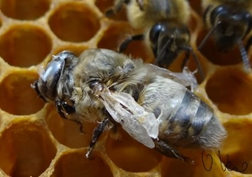 Api, la lotta alla Varroa e l’ultimo rimedio naturale. “Ecco qual è l’alternativa ai pesticidi”