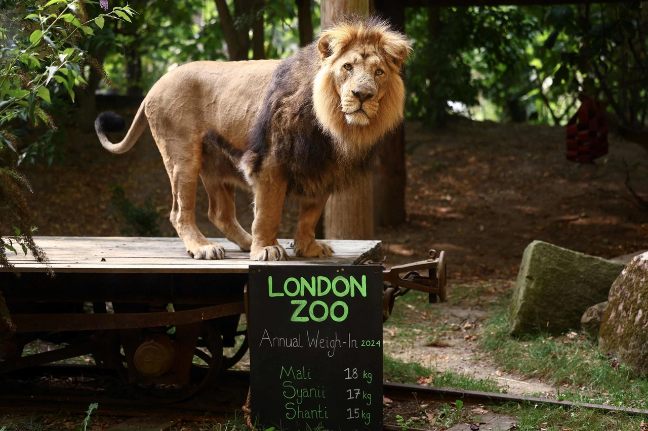 Lo Zoo di Londra pesa i suoi animali