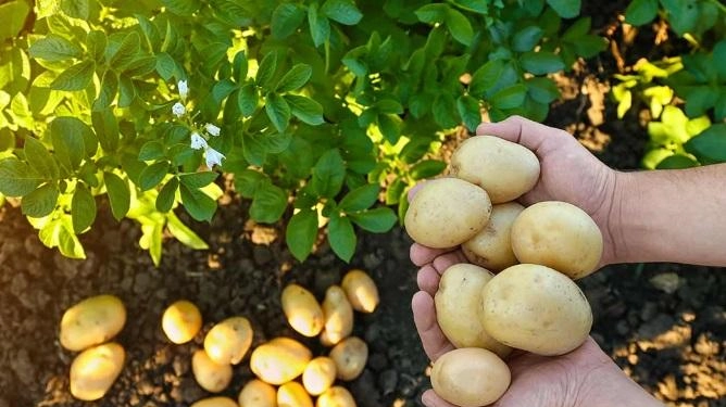 ’Raccogliere la diversità nutrire la speranza’