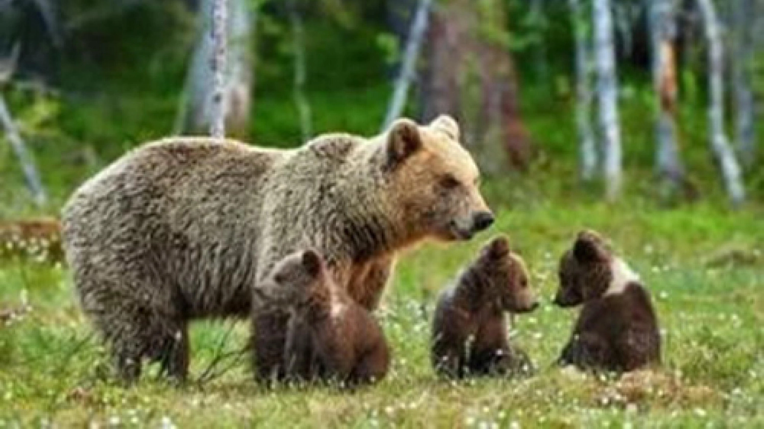 Abbattuta in Trentino l'orsa KJ1, considerata pericolosa: Ispra raccomanda di tenere i cuccioli in natura