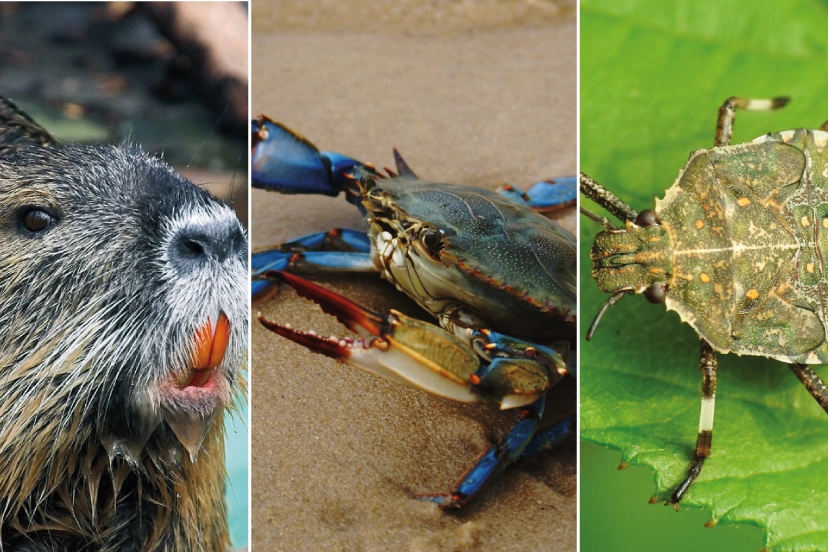 Specie aliene invasive: hanno costi altissimi, la lotta si fa prima di tutto con la prevenzione