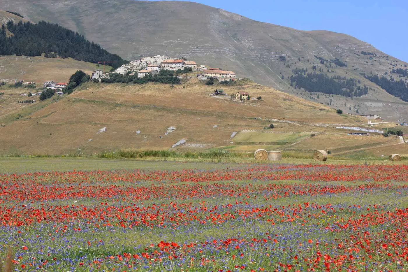 Fioritura a Castelluccio di Norcia: che cos’è e i momenti migliori per vederla