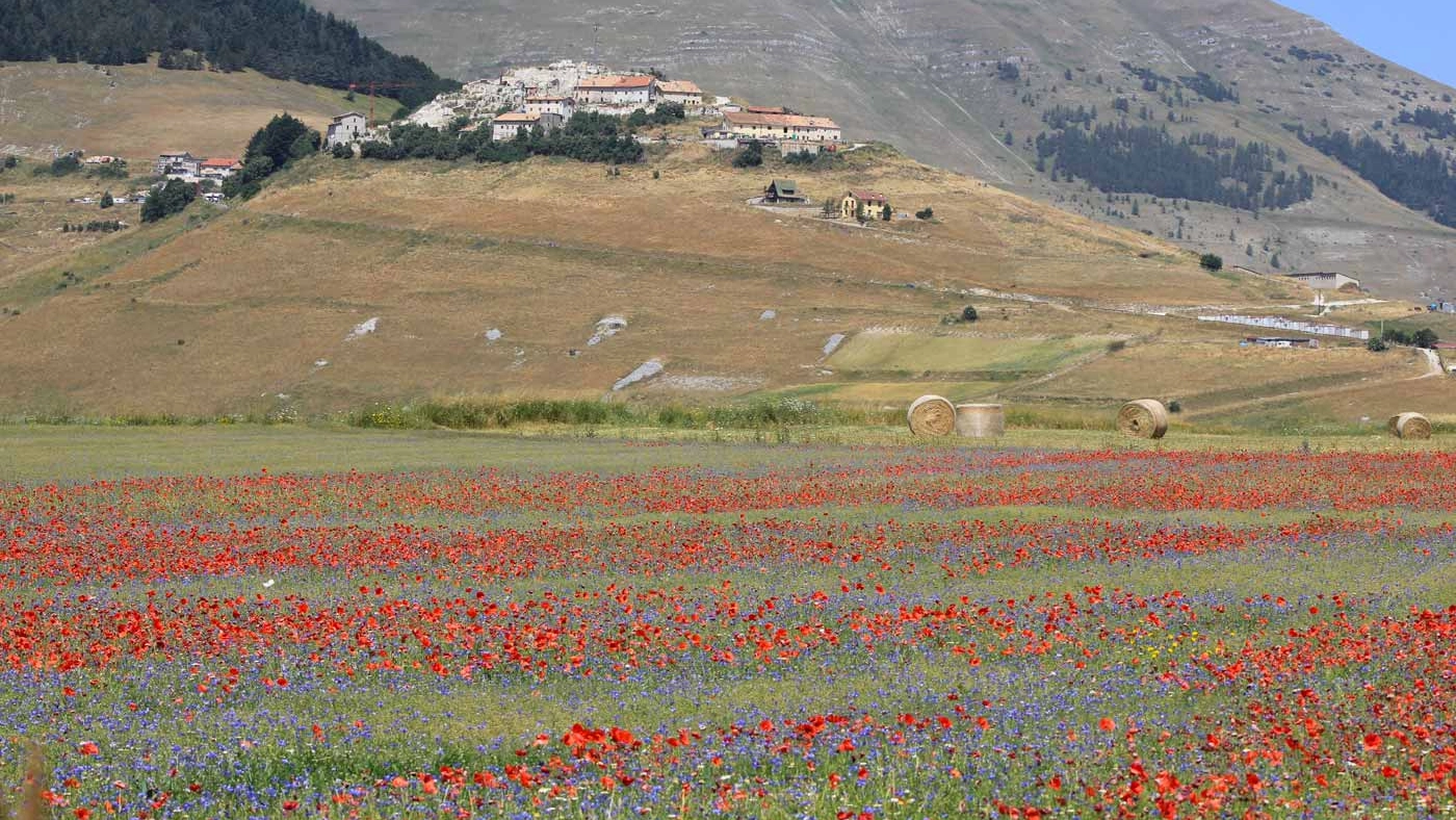 Viaggio in Umbria per osservare la ‘fiorita’, uno spettacolo che colora l’altipiano dei Monti Sibillini offrendo un panorama a perdita d’occhio. Le passeggiate sostenibili per apprezzarla al meglio