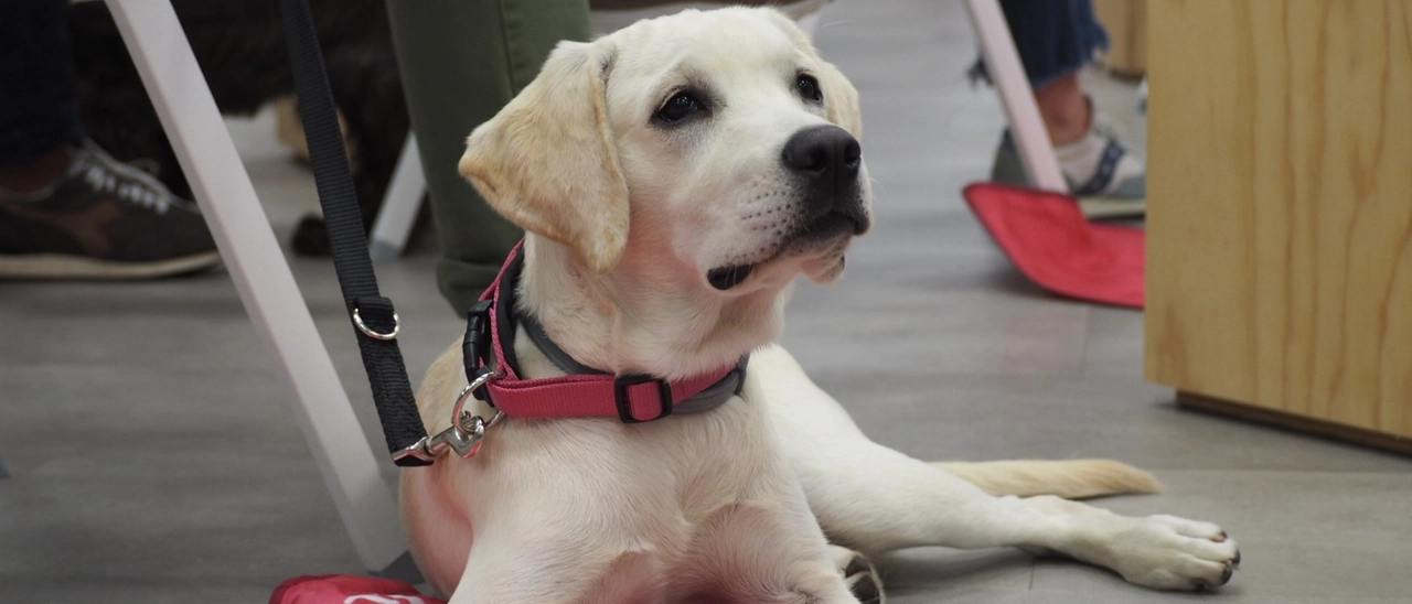 Tanti cani e gatti adottati grazie al rifugio virtuale creato insieme alla startup . Donati oltre 200 chili di cibo ai canili, 250 ore di formazione ai dipendenti Italo grazie ad attività di volontariato e 8 associazioni supportate. A bordo treno le staffette per trovare casa ai randagi