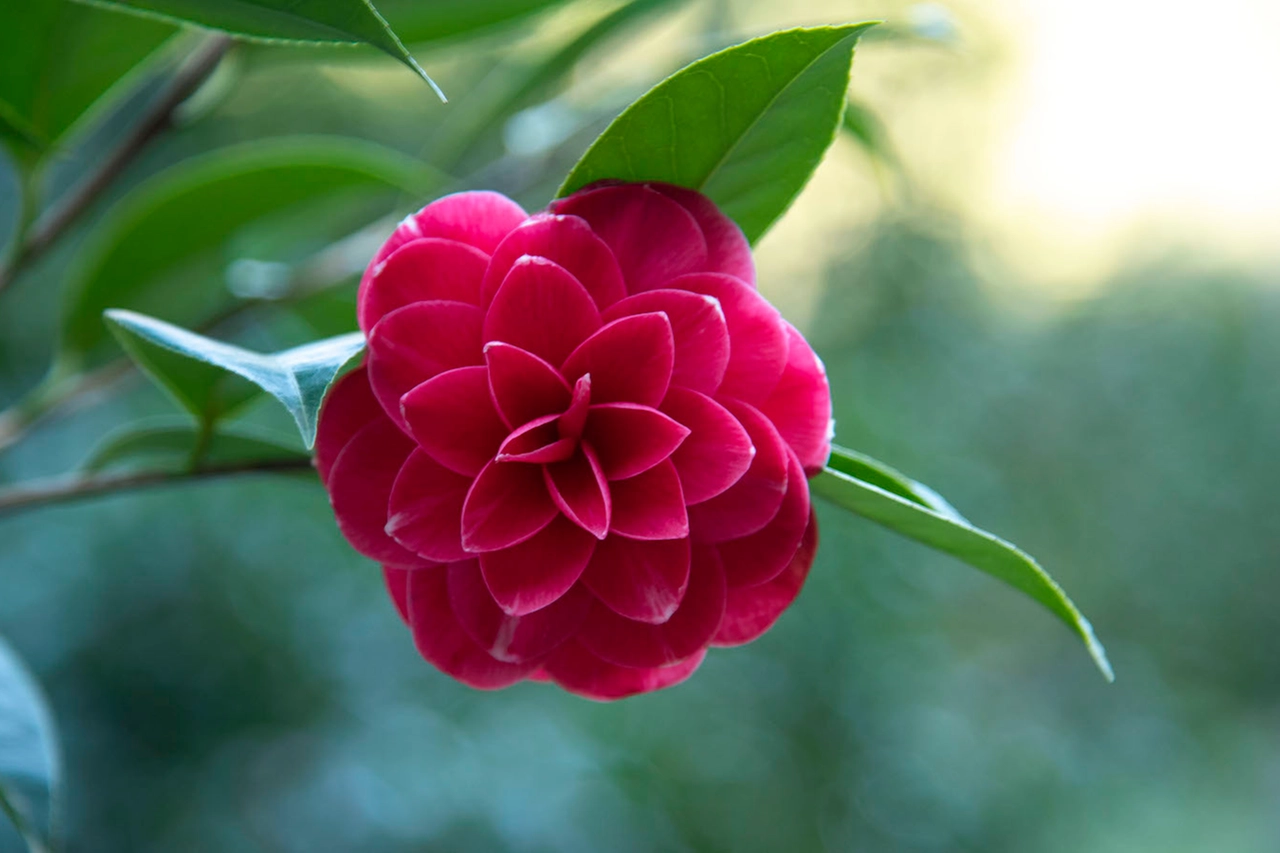 Una Camelia della Lucchesia