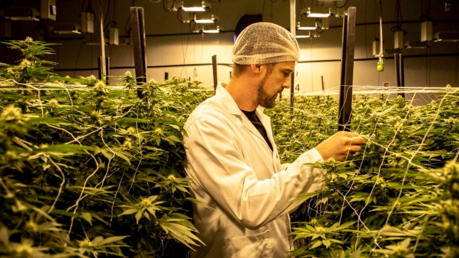 Una coltivazione di cannabis light