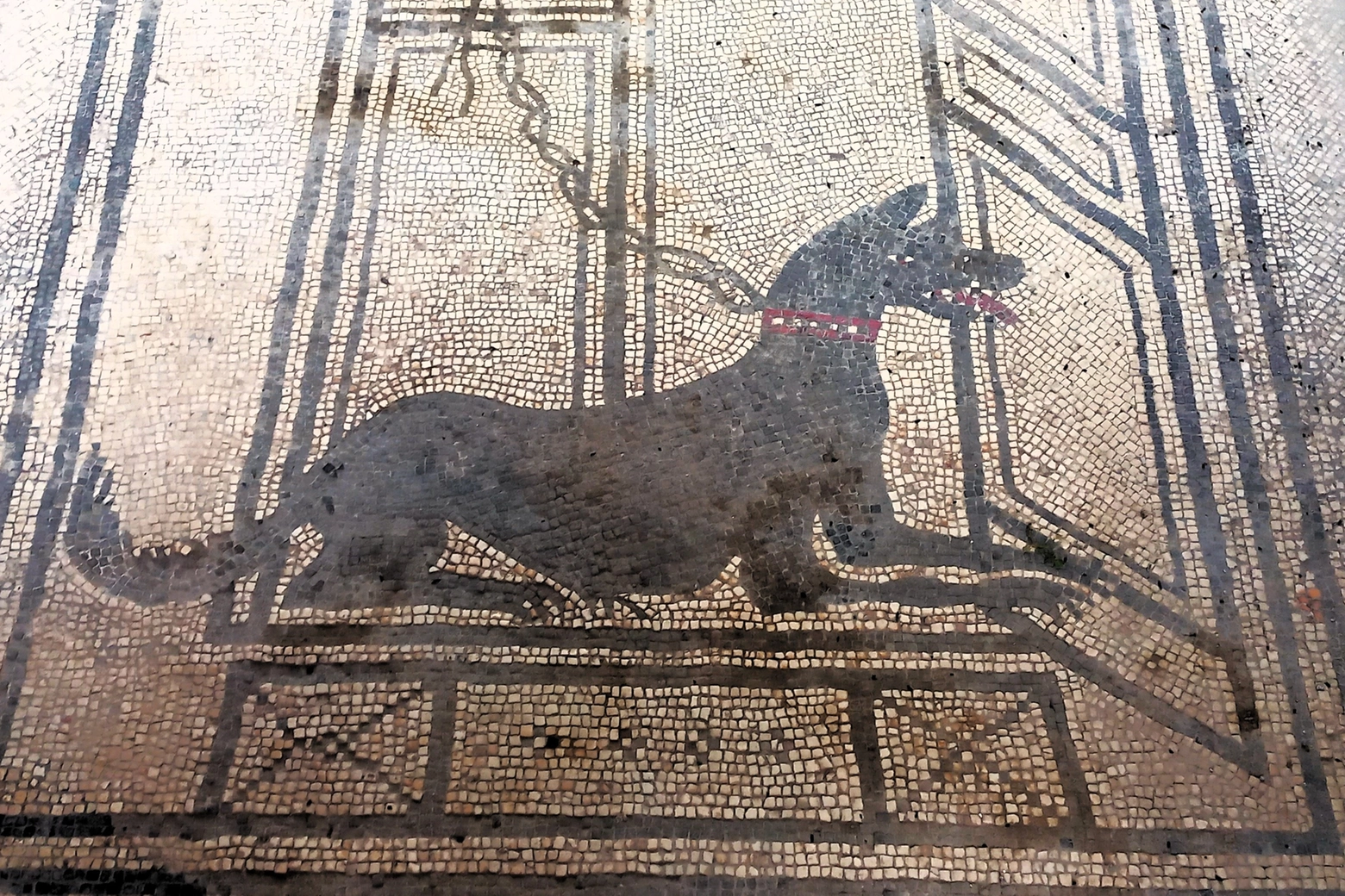 Pompei ingresso cane