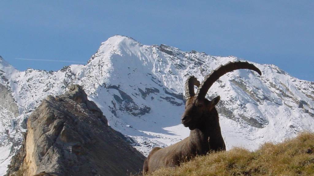 Parco Nazionale del Gran Paradiso Foto @Wikipedia