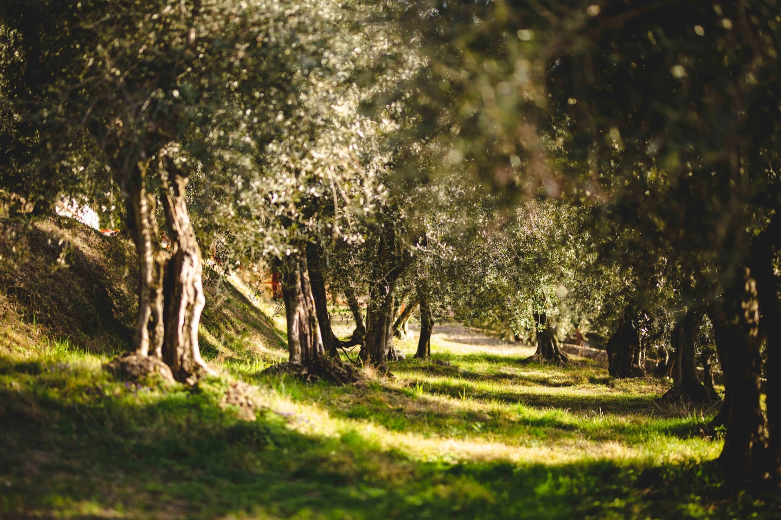 Uno scorcio del Parco degli Olivi di Cavaion Veronese