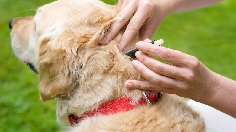 Zecche, pappataci e processionarie: con la bella stagione crescono le insidie per la salute dei nostri cani .