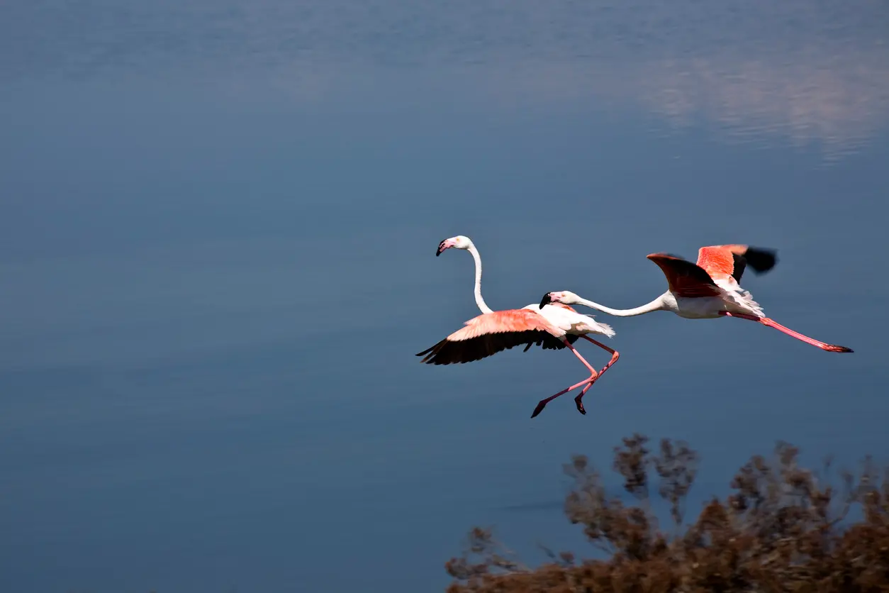 I viaggi degli animali: le migrazioni da vedere almeno una volta nella vita