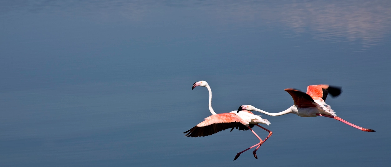 I viaggi degli animali: le migrazioni da vedere almeno una volta nella vita