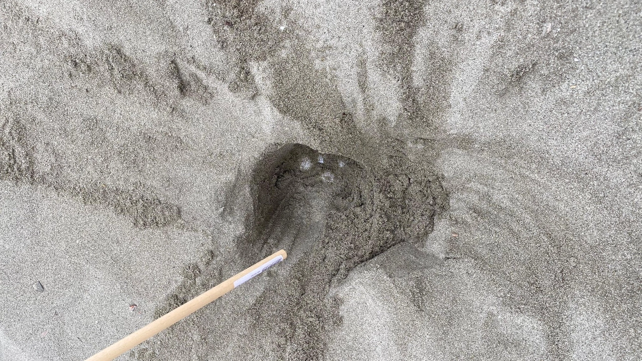 Le uova deposte sulla spiaggia dell'Impiccato (Facebook)