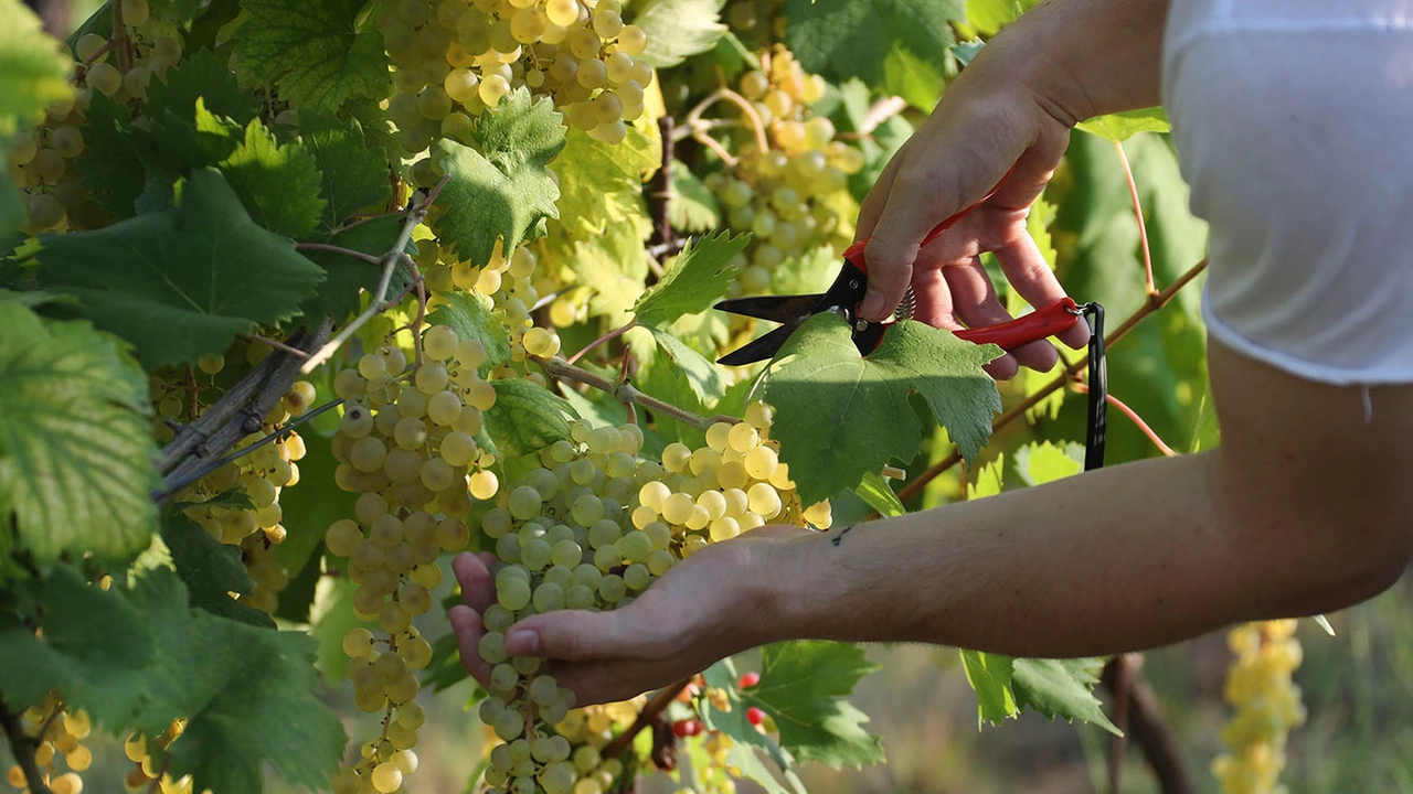 La vendemmia