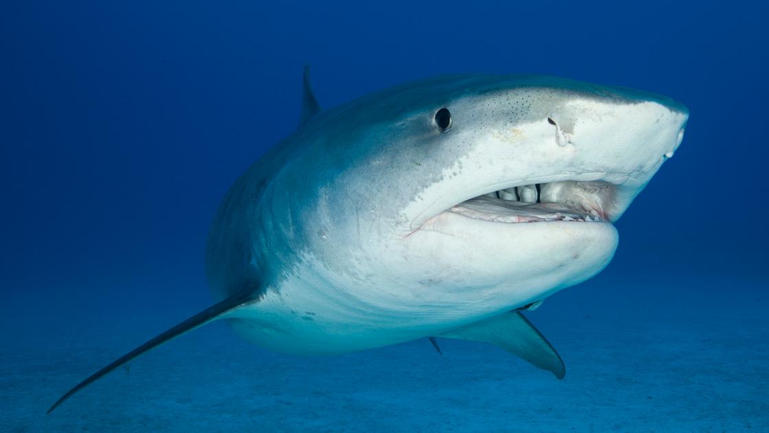 Marsa Alam, è stato uno squalo tigre di 2,5 metri a uccidere Gianluca Di Gioia. Le ipotesi sull’attacco