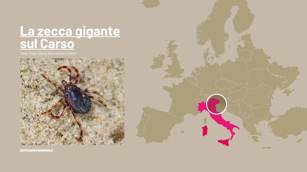 Zecca marginata (o gigante) ritrovata sul Carso: sono gli effetti del cambiamento climatico