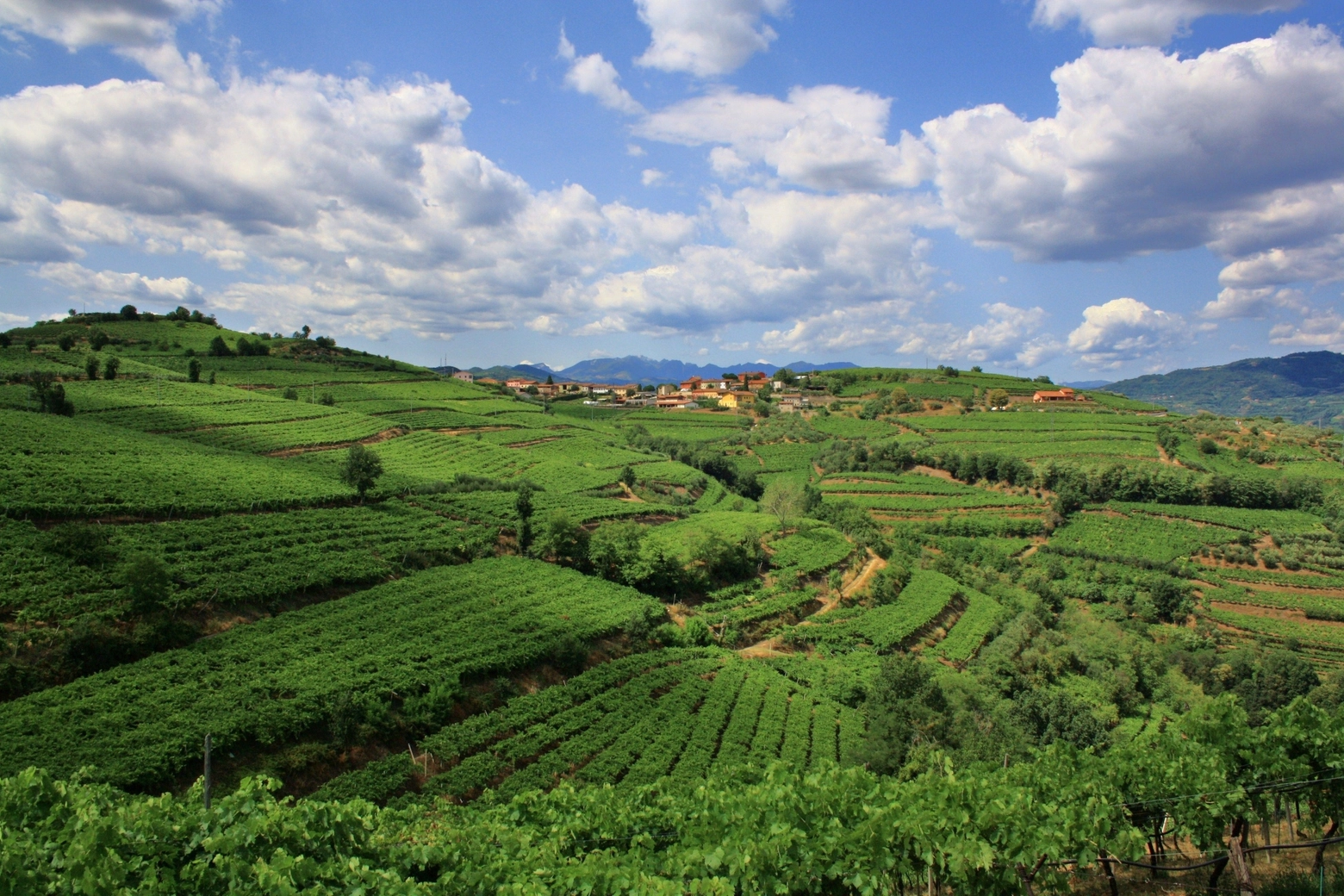 Paesaggio vinicolo del Soave