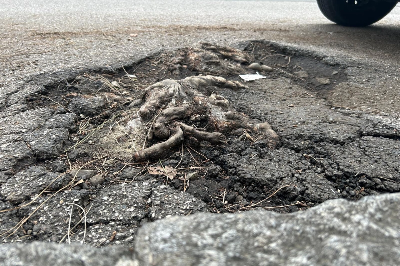 Strada dissestata dalle radici di un albero nella periferia di Bologna