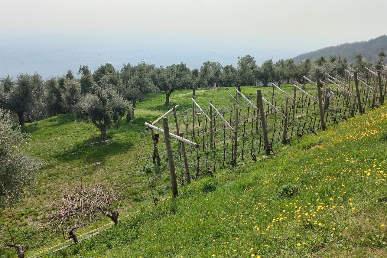 Colpo d'occhio da Cavarena sulla Valpolicella