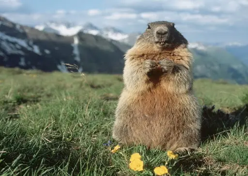 Groundhog Day: che cos'è il Giorno della Marmotta negli Stati Uniti