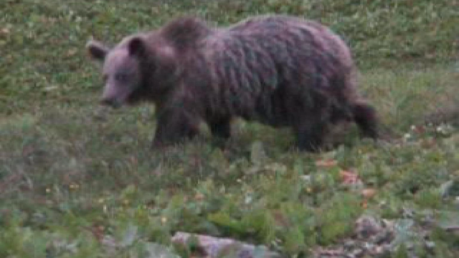 Uomo aggredito da orso in Trentino, è in ospedale