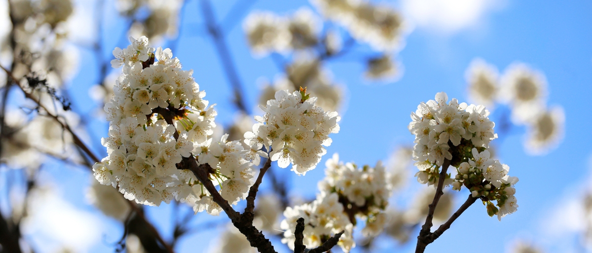 Proverbi e detti di primavera: un viaggio attraverso le tradizioni del mondo