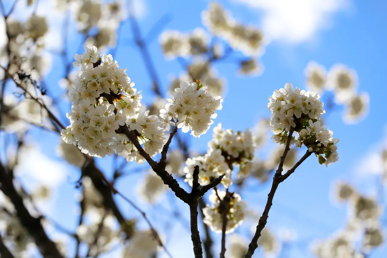 Proverbi e detti di primavera: un viaggio attraverso le tradizioni del mondo