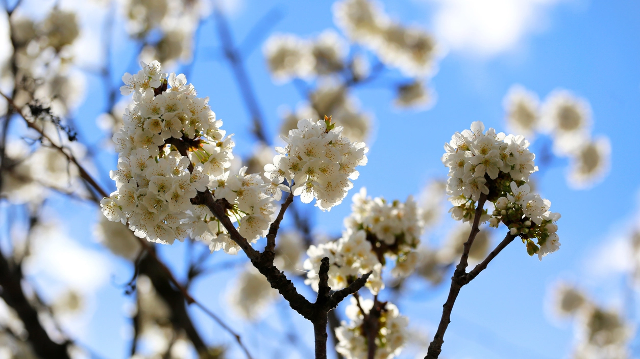 Proverbi e detti di primavera