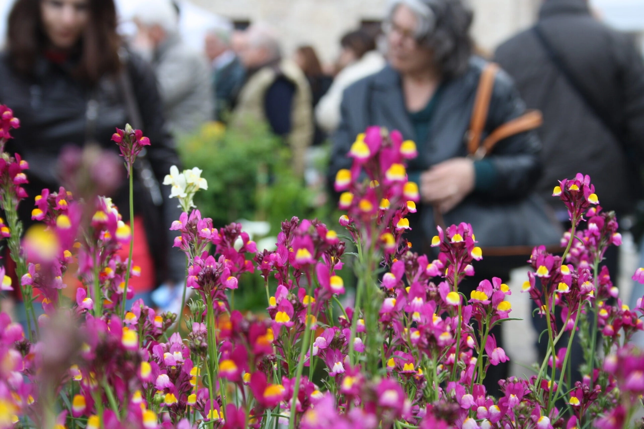 Firenze flower show