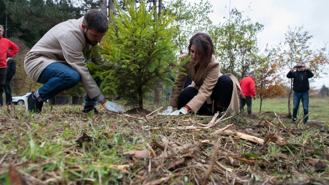 In Toscana nuova vita a 15mila mq di bosco di abete rosso