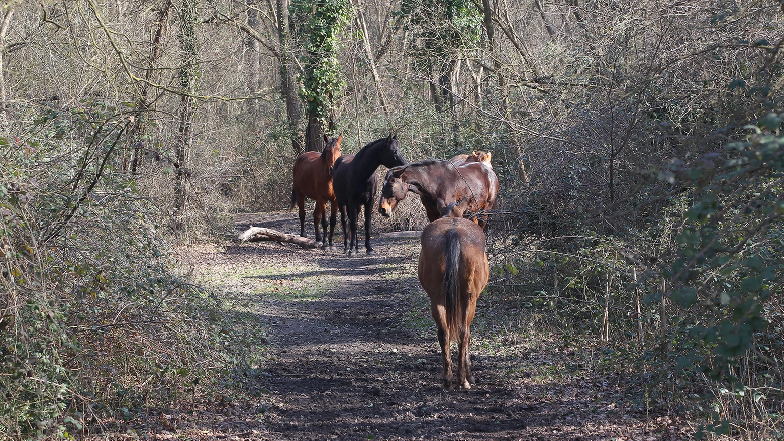 I cavalli vagavano da giorni nella zona della Tuscia
