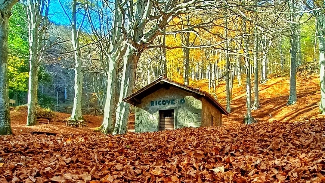 Il foliage nelle Foreste Casentinesi 