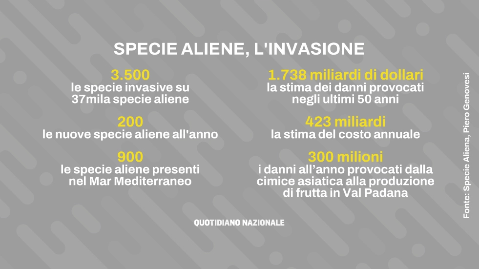 Specie aliene invasive, i danni che provocano hanno numeri stellari