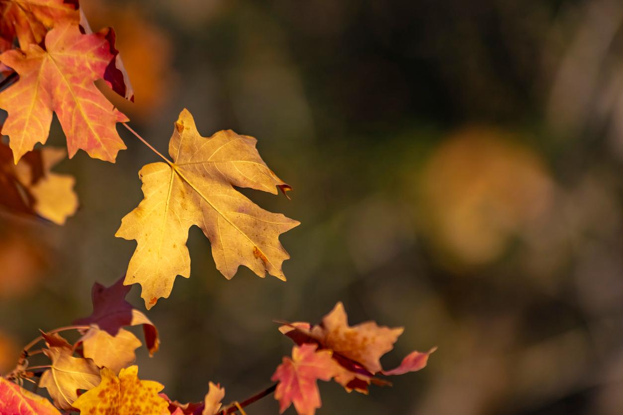 I film che hanno l’autunno come protagonista