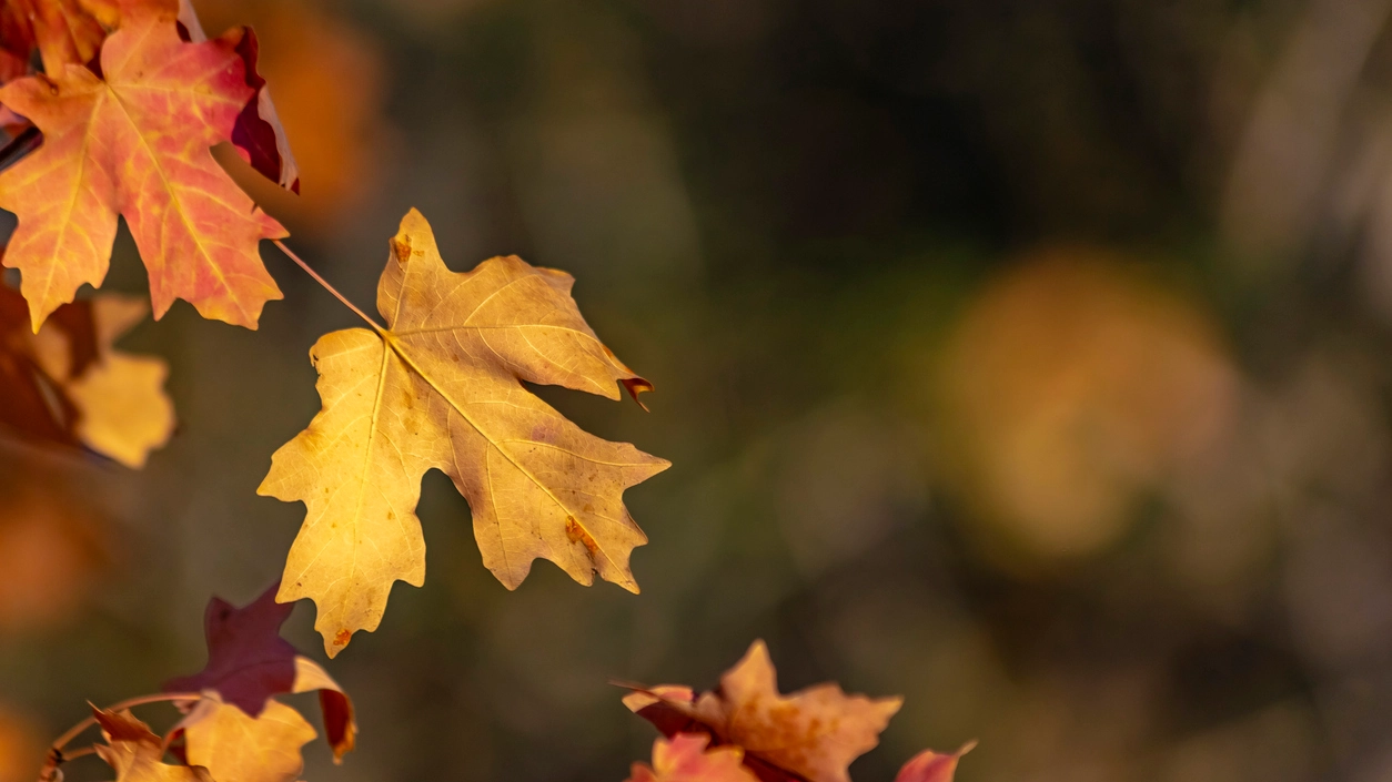 I film con protagonista l'autunno - Crediti iStock Photo